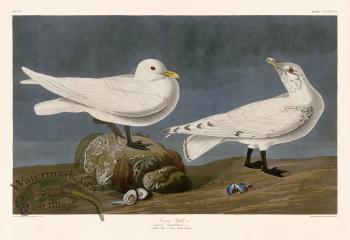 287 Ivory Gull